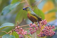 Olive-backed Euphonia